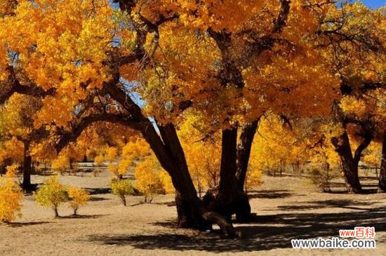 生命顽强的植物有哪些？盘点生命顽强的植物种类
