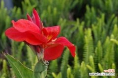 红花蕉的花语及其价值，寓意坚实的未来观赏价值极高