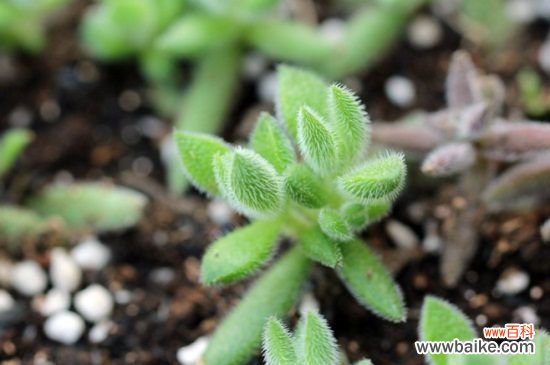 多肉绒针的作用，美化环境净化空气