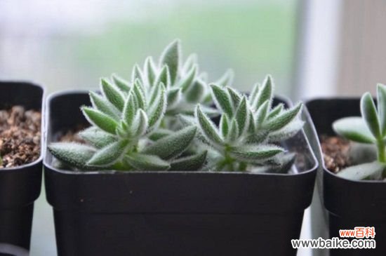 多肉绒针的作用，美化环境净化空气