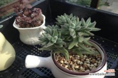 多肉绒针的作用，美化环境净化空气