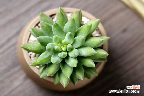 翡翠景天和千佛手区别，掌握这4点轻松区分两者