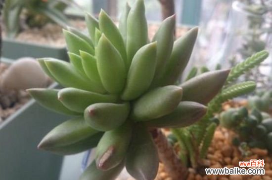 翡翠景天和千佛手区别，掌握这4点轻松区分两者