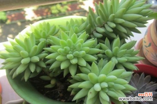 翡翠景天和千佛手区别，掌握这4点轻松区分两者