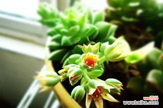 翡翠景天和千佛手区别，掌握这4点轻松区分两者