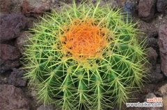 金琥球有什么作用，可防辐射也能消肿止痛