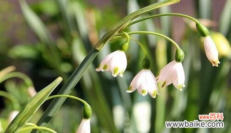 什么花代表单纯善良?揭秘花语背后的含义!