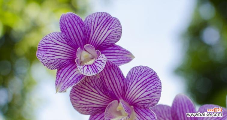 什么花代表诚信？花语中诚信的花卉有哪些？