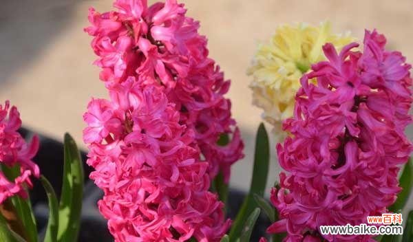 什么花代表诚信？花语中诚信的花卉有哪些？