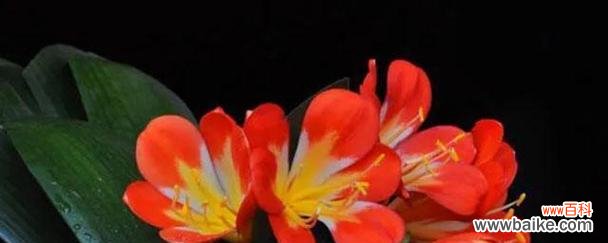 什么花代表诚信？花语中诚信的花卉有哪些？