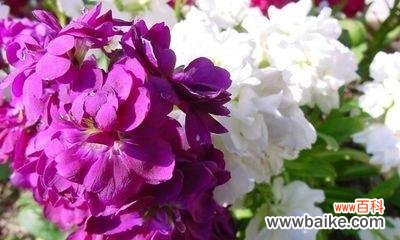 什么花代表初恋的花语？初恋花语有哪些含义？