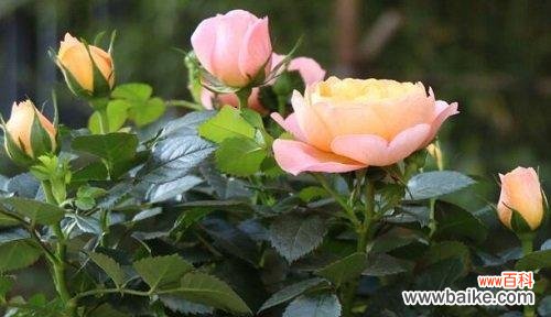 什么花代表初恋的花语？初恋花语有哪些含义？