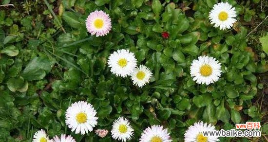 什么花代表纯洁？揭秘花语中纯洁的花卉有哪些？