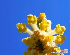 探寻花朵背后的含义 打结花的花语