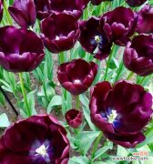 借花言巧语传递出心底最真实的情感 探寻郁金香的花语之意