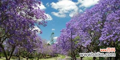 探秘大自然的美丽语言，蓝花楹的花语为你传递什么？ 解读蓝花楹的花语