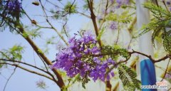 探秘大自然的美丽语言，蓝花楹的花语为你传递什么？ 解读蓝花楹的花语