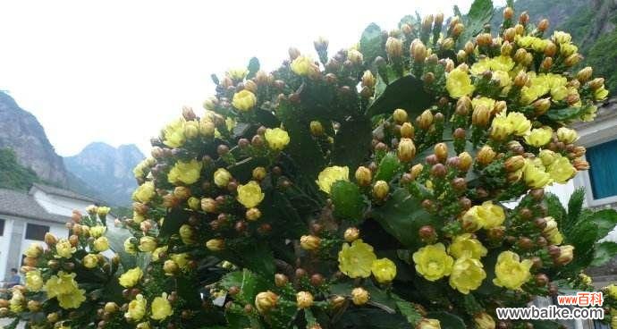 花开花落，独自品味一种孤独的美丽 仙人掌花语——探寻沙漠中的芳香之美