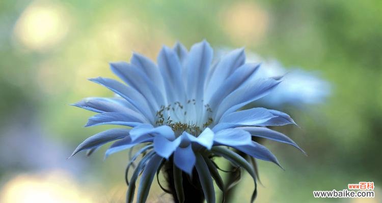 花开花落，独自品味一种孤独的美丽 仙人掌花语——探寻沙漠中的芳香之美