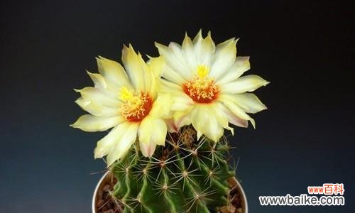 花开花落，独自品味一种孤独的美丽 仙人掌花语——探寻沙漠中的芳香之美