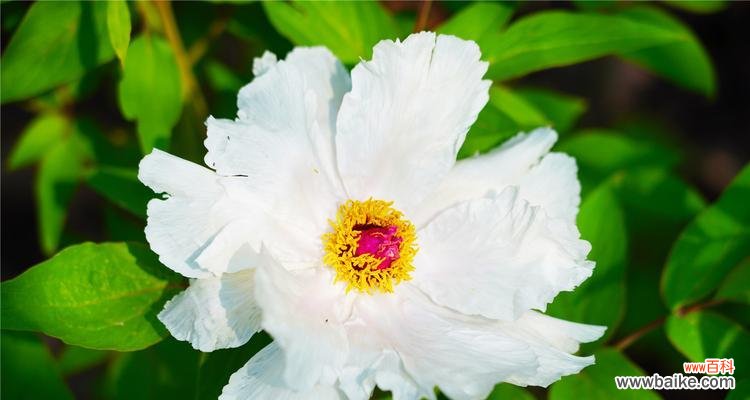 花开花落，寄情于芍药——芍药花语探究 揭秘芍药的花语
