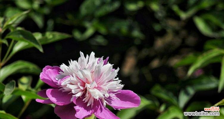 花开花落，寄情于芍药——芍药花语探究 揭秘芍药的花语