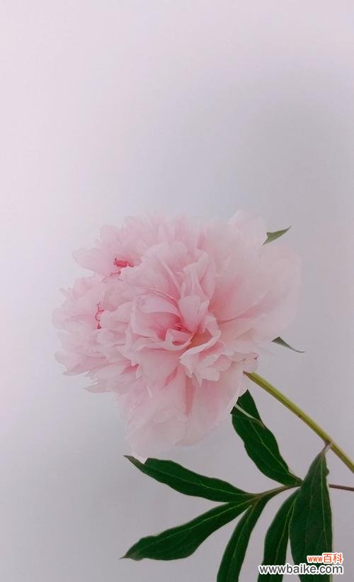 花开花落，寄情于芍药——芍药花语探究 揭秘芍药的花语