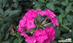 传承千年的柔情，诉说恋人之间的情愫 花语传说