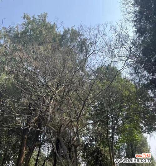 传承千年的柔情，诉说恋人之间的情愫 花语传说