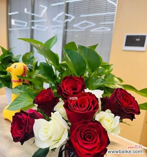 传达爱情与敬意的两种花色，了解其中的代表意义 白玫瑰红玫瑰的花语与文化内涵