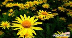 探寻黄金菊所代表的含义 黄金菊的花语