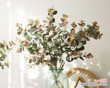 探寻尤加利的神秘面纱 揭秘尤加利花语的含义