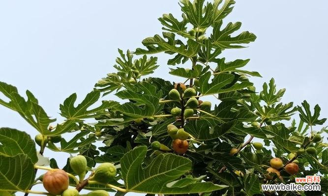 探寻自然界中的无私之美 植物中的无私奉献