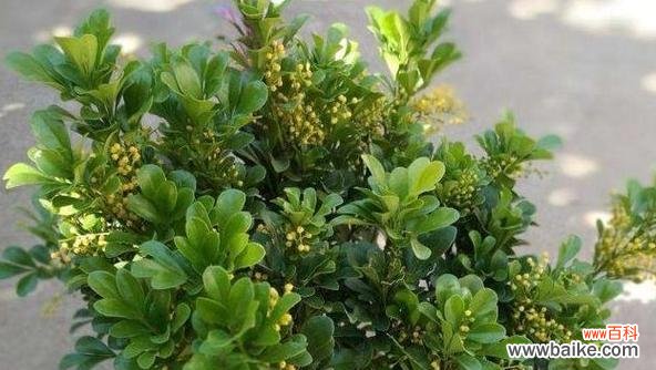 探寻夏季象征的15种植物 夏日花开，夏天的绿色盛宴