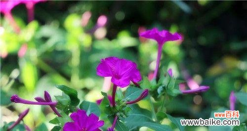 探寻夏季象征的15种植物 夏日花开，夏天的绿色盛宴