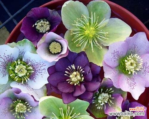 发现平凡植物的非凡之处 平凡之美