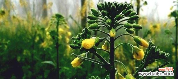 发现平凡植物的非凡之处 平凡之美