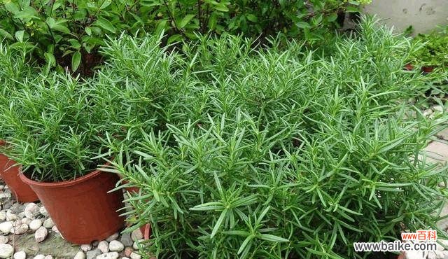 探索草木间的廉洁之道 以象征清正廉洁的植物为主题的文章