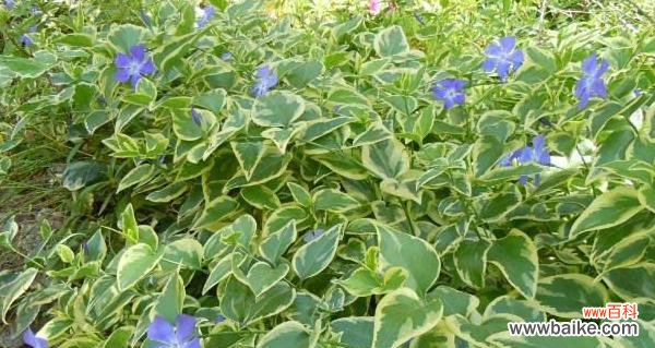 探索草木间的廉洁之道 以象征清正廉洁的植物为主题的文章