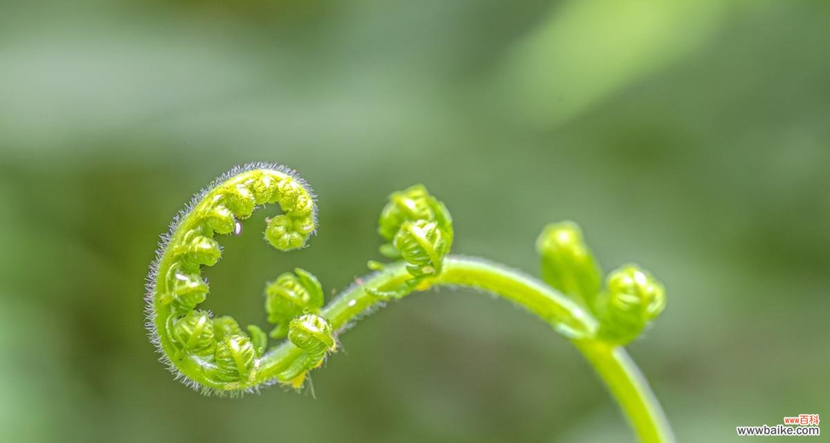 探索大自然中生命力的奇迹 生机勃勃的植物世界