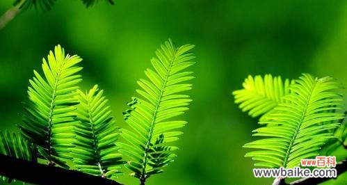 探索大自然中生命力的奇迹 生机勃勃的植物世界