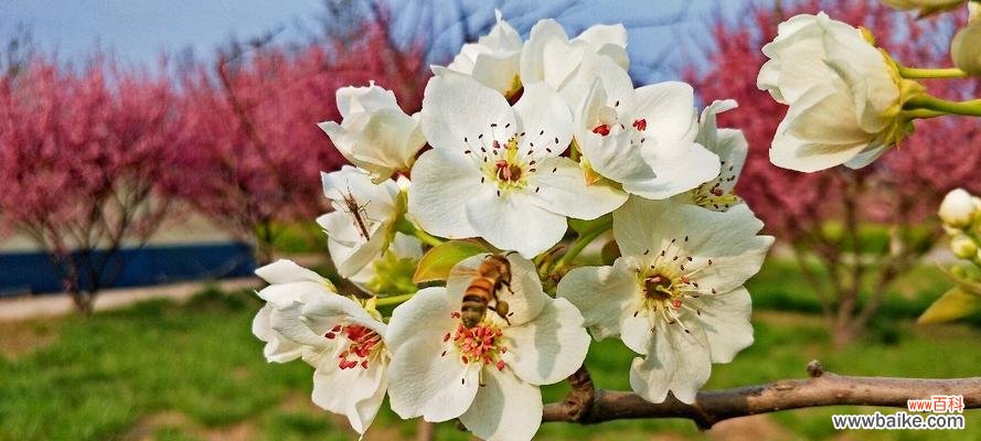 探索大自然中生命力的奇迹 生机勃勃的植物世界