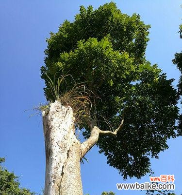 揭秘那些与死亡抗争的绿色生命 顽强生命力的植物奇迹
