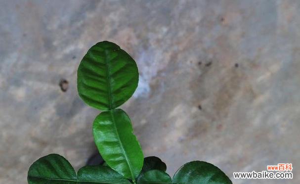 揭秘那些与死亡抗争的绿色生命 顽强生命力的植物奇迹