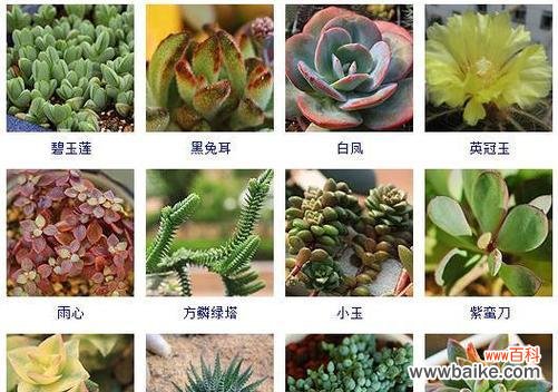 以橄榄树为 团结之花——以象征团结的植物为主题的文章