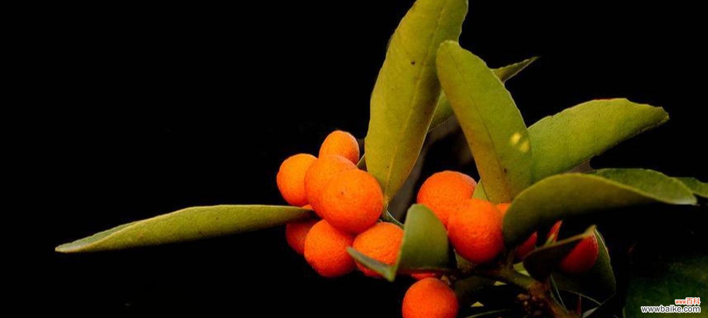 以橄榄树为 团结之花——以象征团结的植物为主题的文章