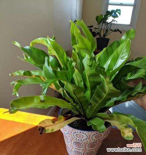 探索自然界中不屈不挠的植物生长之道 植物的顽强生命力