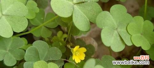 探索自然界中不屈不挠的植物生长之道 植物的顽强生命力