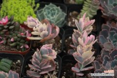 玉吊钟为什么掉叶子