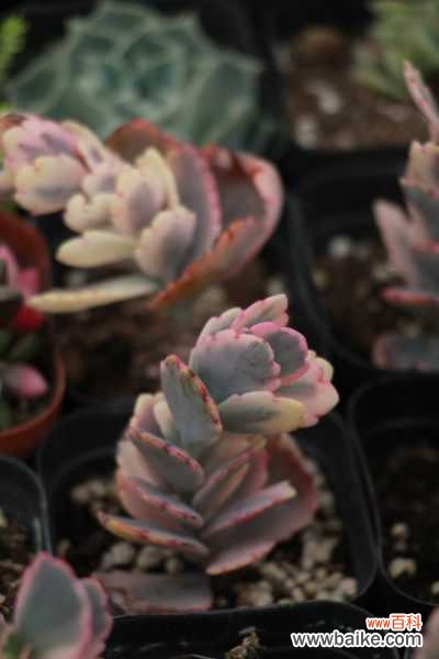 玉吊钟徒长怎么办